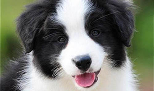 边境牧羊犬从配种到生需要多久?