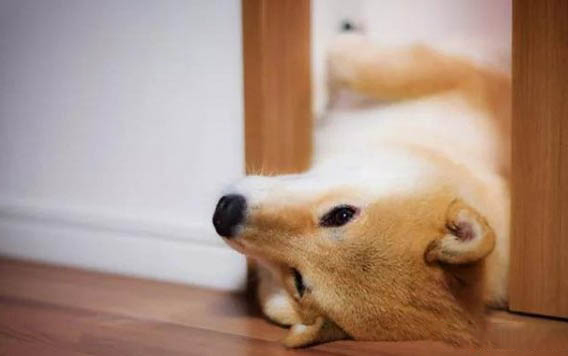 秋田犬饲养注意事项