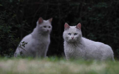猫咪自闭原因