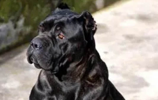 卡斯罗幼犬多少钱一只