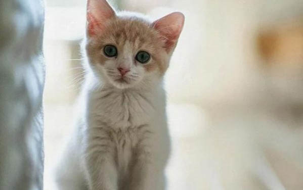 小猫鼻子干燥是正常的嘛怎么办