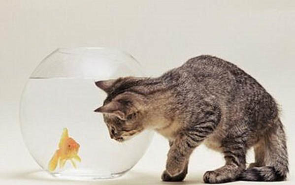 小猫一个月吃什么?