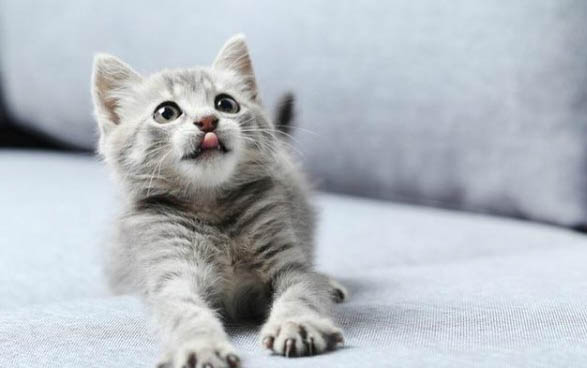 刚生下的小猫脐带怎么处理