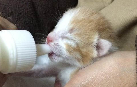 两个月小猫感冒流鼻涕吃什么药好