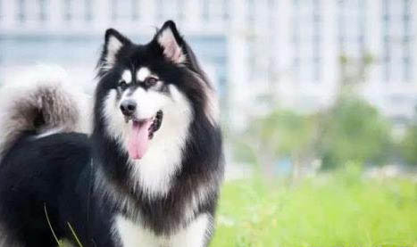 狗感冒不吃东西发抖怎么回事啊