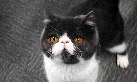 如何阻止猫咪叫春