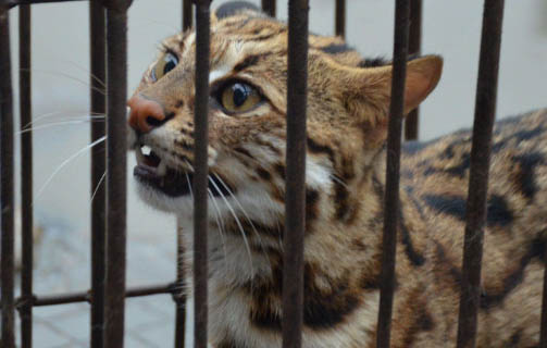 豹猫性格凶怎么办