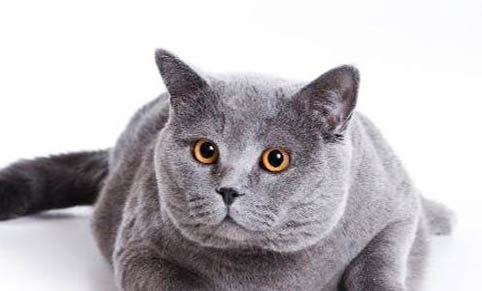 四个月大的猫相当于人类多少岁