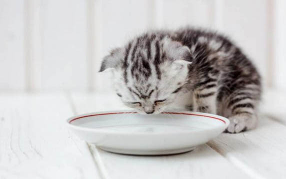 小猫为什么要磨爪子