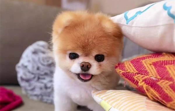 寄养狗一个月要多少钱