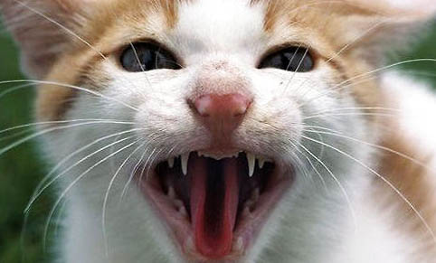 猫咪口臭是什么原因