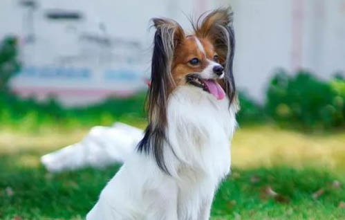 蝴蝶犬好养吗