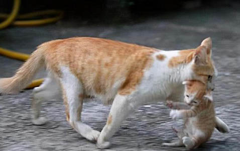 怎么帮助母猫退奶