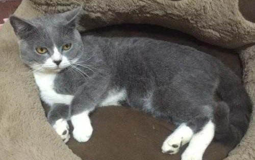 正宗英短猫一般价格图片
