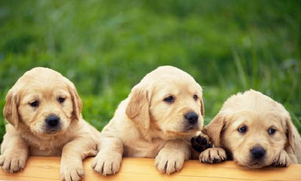 神经性犬瘟空嚼怎么治