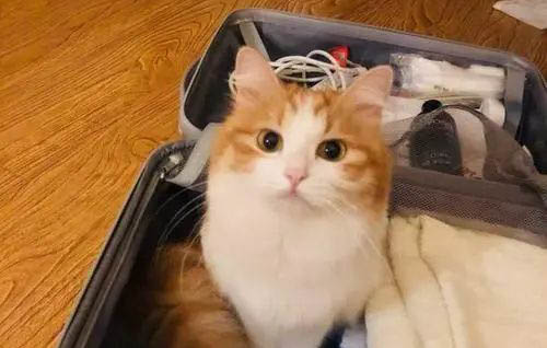 如何让橘猫不咬人啊