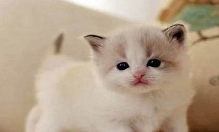 怎么确定猫是不是便秘？
