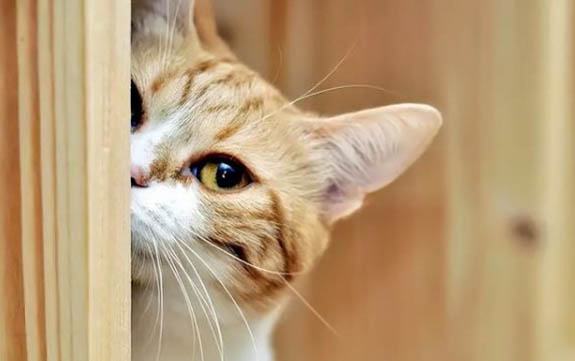 托玛仕特猫粮能给小猫喂吗