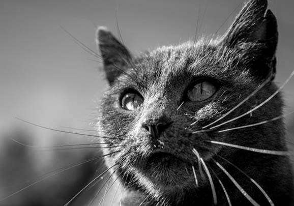 猫咪感染冠状病毒的症状有哪些表现