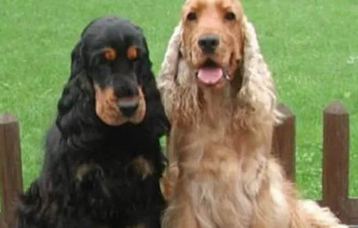 可卡犬优缺点适合什么人养