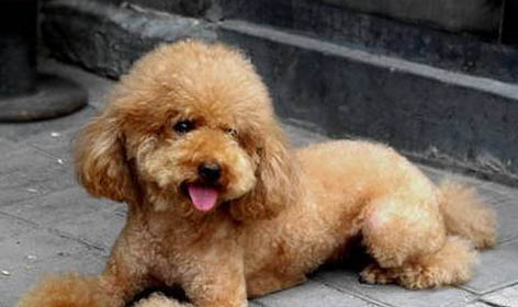 怎样判断贵宾犬腿是否断了