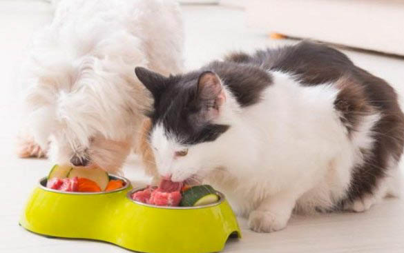 治疗猫鼻支要多少钱