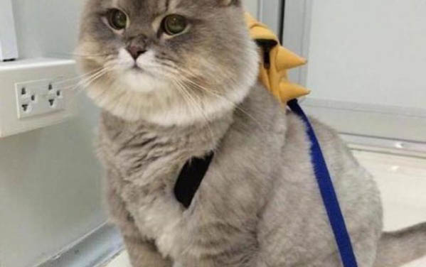 母猫一直舔刚生下来的小猫
