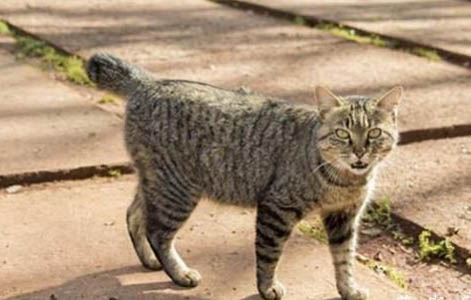 日本短尾猫性格怎么样