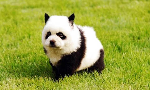 狗为什么会得犬瘟细小呢