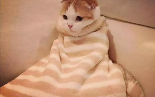 怎样防止猫难产