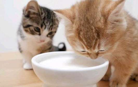 猫咪为什么会喜欢蹲着拉屎呢