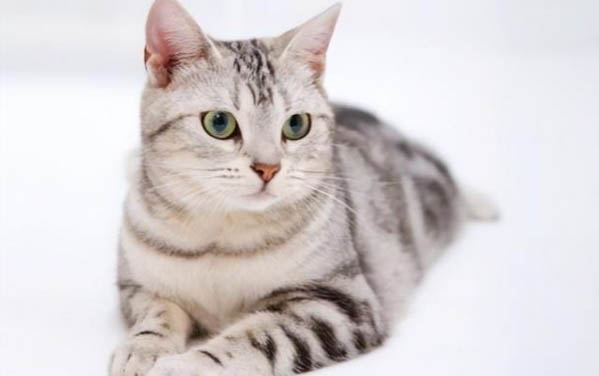 猫有九条命是真的吗