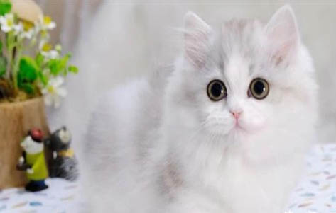 拿破仑猫为什么不能养