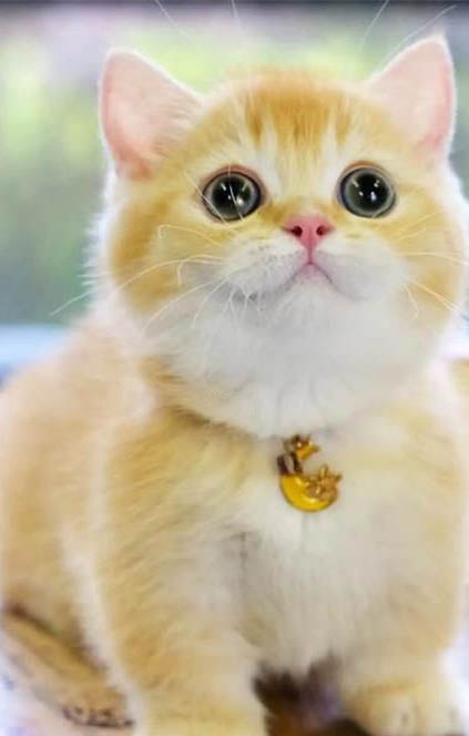 矮脚猫一般多重