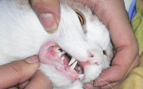 小猫咪早上一直叫