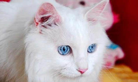 波斯猫只尿不拉的原因及处理方法