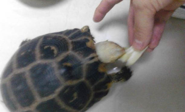 宠物龟直肠塞怎么办