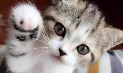 小奶猫多久睁眼?
