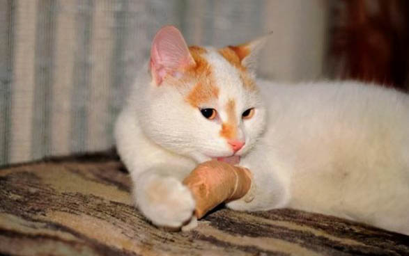 猫咪为什么会一直惨叫