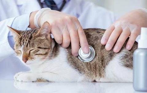 猫咪生产几天后仍流血