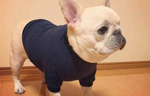 法国斗牛犬出生多久可以洗澡