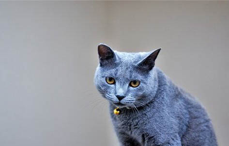 英短蓝猫怎么区分真假