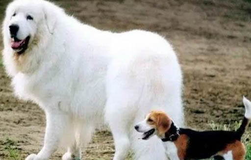 大白熊犬多久认主人