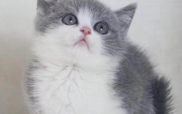 猫咪老放屁的原因及处理方法