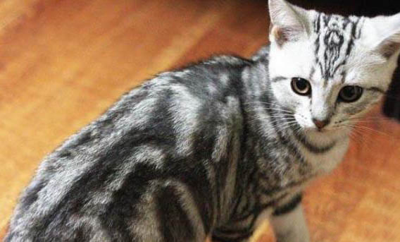 猫咪可以闻电蚊香液吗