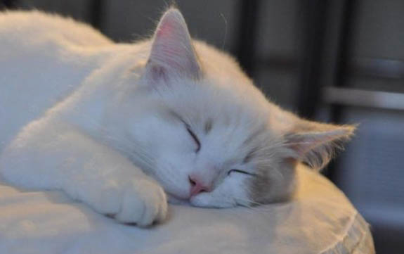如何分辨小猫长大是否包子脸