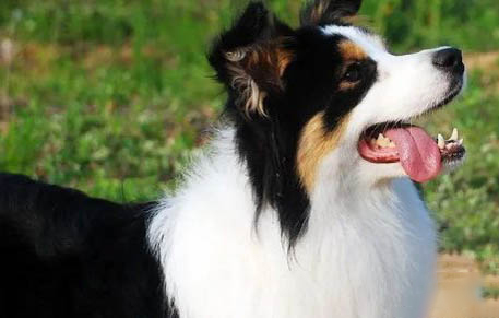 德国边境牧羊犬幼犬价格多少一只