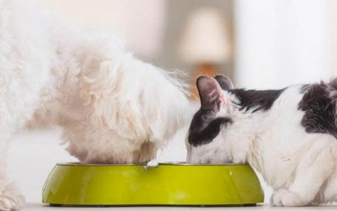 猫咪托运需要哪些手续