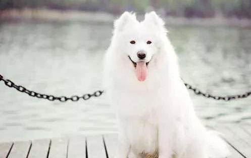 格力犬价格一般多少钱一只?