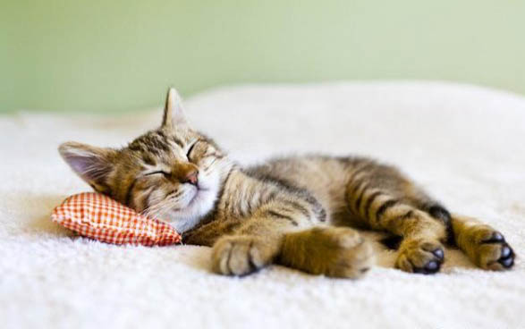 猫打喷嚏流眼泪精神好的原因及处理方法